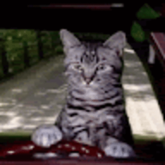 catiphy